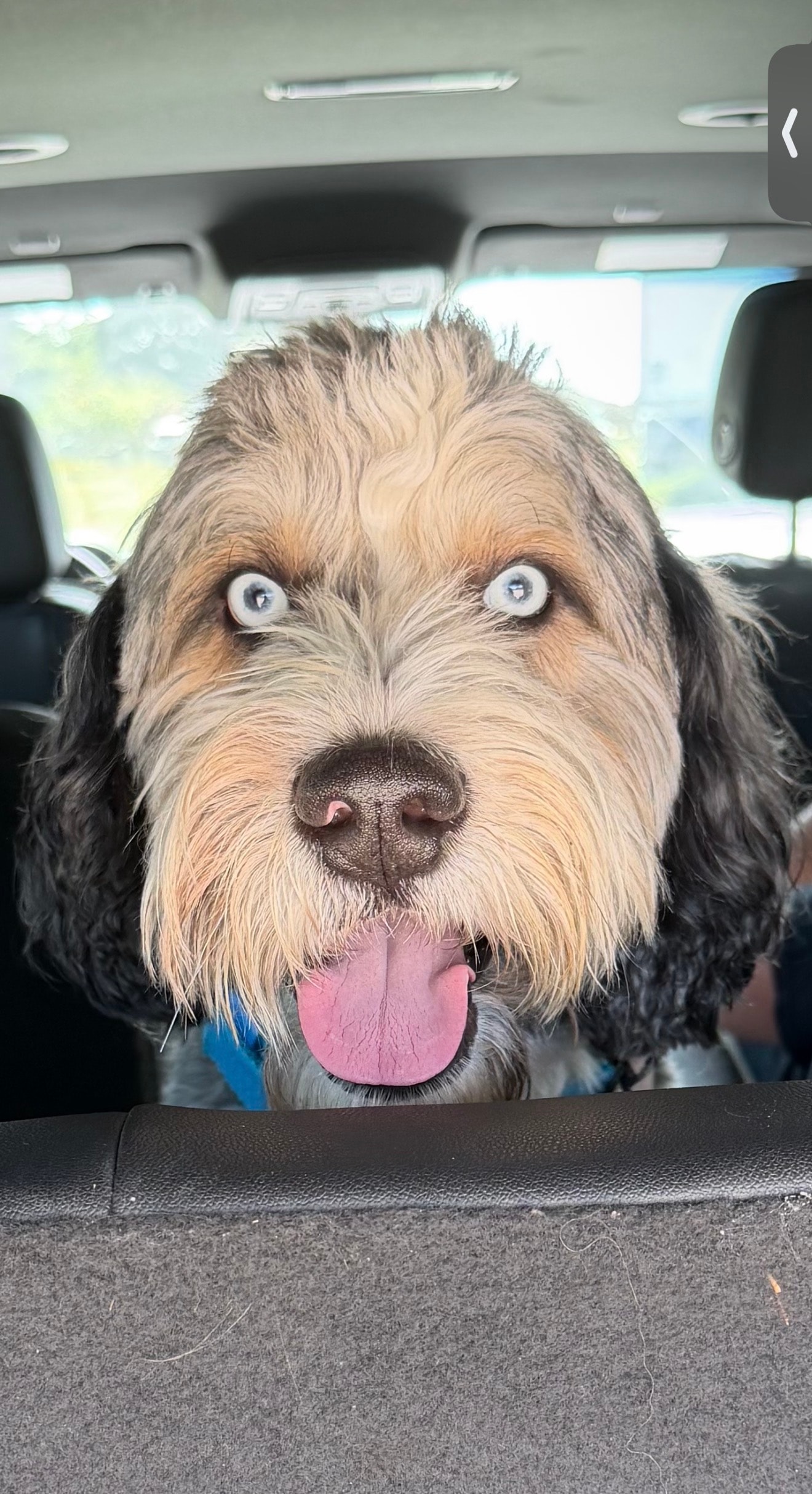 Kooper, Chief Disruption Officer